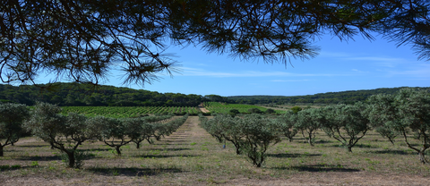 Authentic Italian Olive Oil