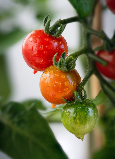 Create Amazing Sauces